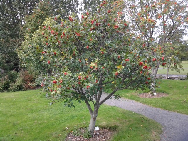 Sorbus ambigua plantplacesimage20140823_122615.jpg