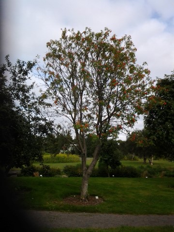 Sorbus x kewensis plantplacesimage20140823_122702.jpg