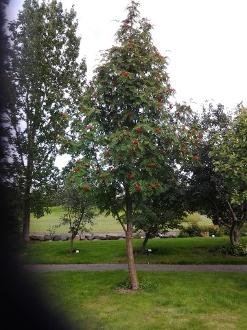 Sorbus decora plantplacesimage20140823_122826.jpg