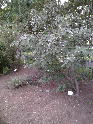 Sorbus cashmiriana plantplacesimage20140823_123600.jpg