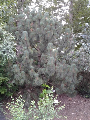 Pinus uncinata plantplacesimage20140823_123713.jpg