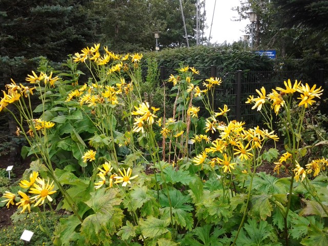 ligularia palmatiloba plantplacesimage20140823_124358.jpg