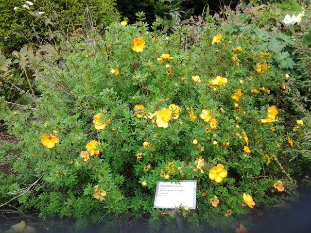 Potentilla fruiticosa plantplacesimage20140823_125133.jpg