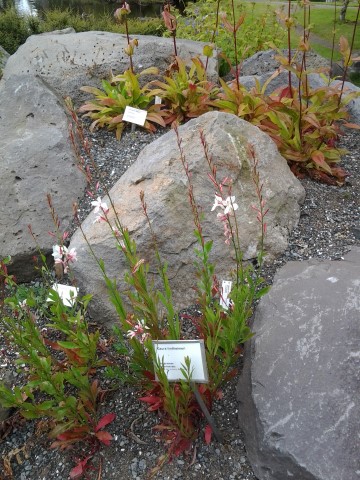 Gaura lindheimeri plantplacesimage20140823_125643.jpg