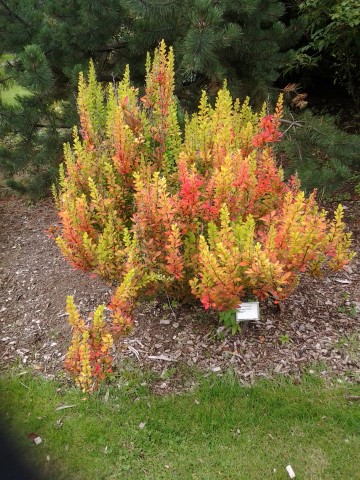 Berberis thumbergii plantplacesimage20140823_125931.jpg