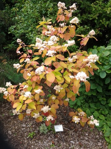 Hydrangea paniculata plantplacesimage20140823_130004.jpg