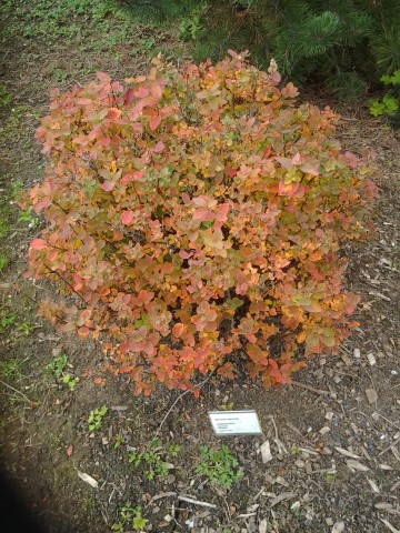 Spiraea stevenii plantplacesimage20140823_130144.jpg