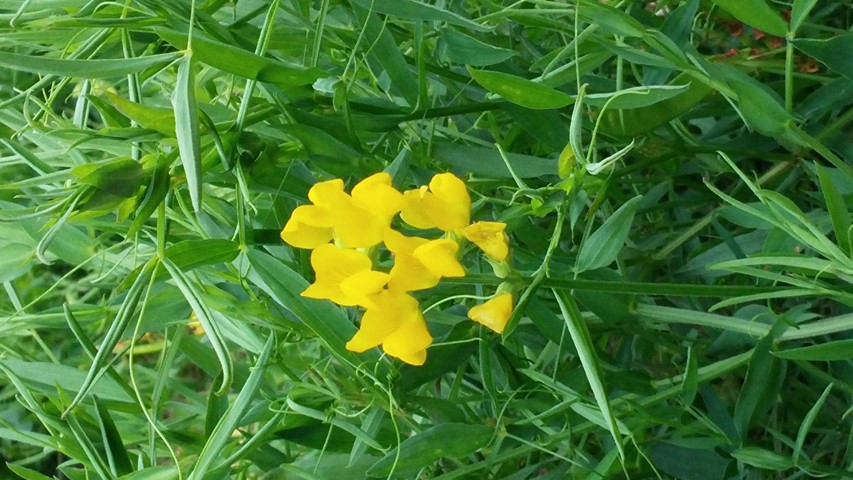 Lathyrus praetensis plantplacesimage20140823_151404.jpg