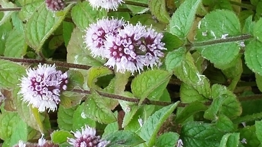 Mentha aquatica plantplacesimage20140823_151730.jpg