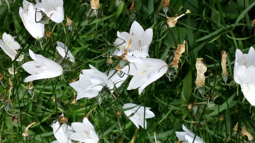 Campanula rotundifolia plantplacesimage20140823_152031.jpg