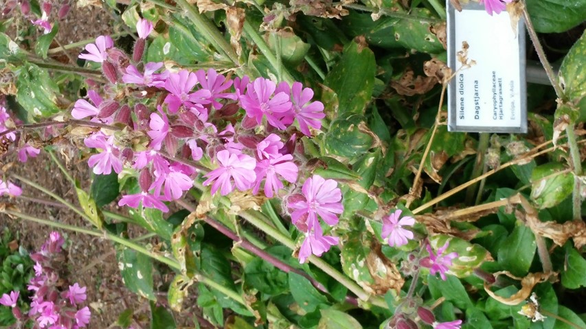 Silene dioica plantplacesimage20140823_152708.jpg