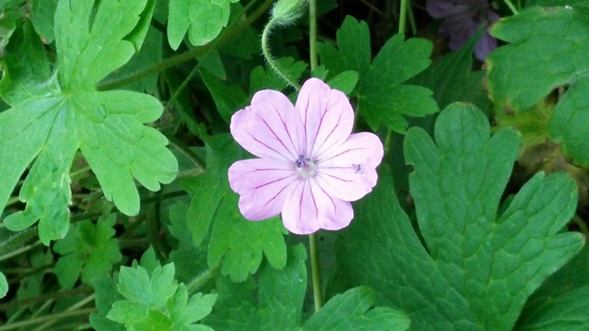 Geranium albanum plantplacesimage20140823_153200.jpg