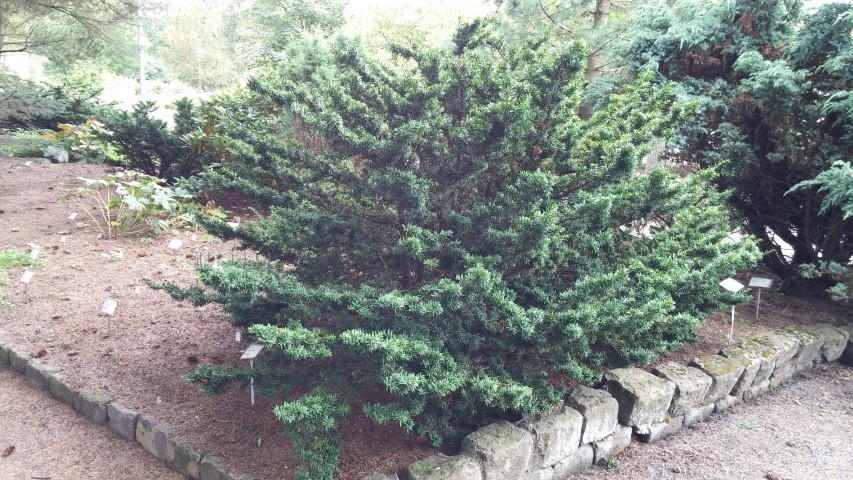 Taxus cuspidata plantplacesimage20140823_153656.jpg