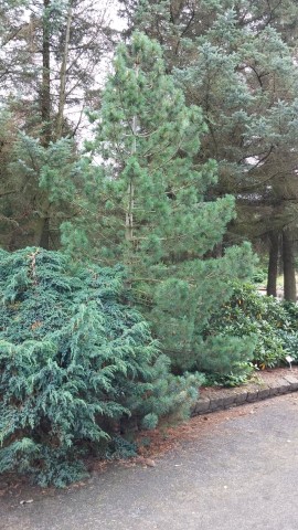Pinus peuce plantplacesimage20140823_153937.jpg
