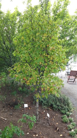 Crataegus chloroscara plantplacesimage20140823_154145.jpg