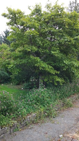 Alnus japonica plantplacesimage20140823_154831.jpg