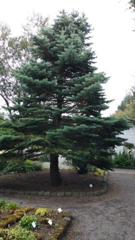 Abies concolor plantplacesimage20140823_154944.jpg