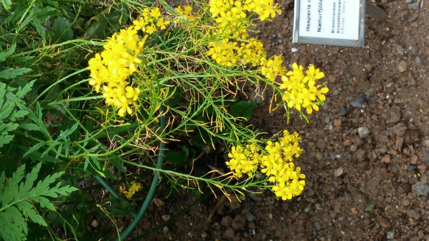 Hugueninia tanacetiolia plantplacesimage20140823_155503.jpg