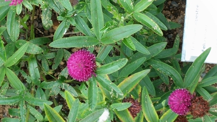 Trifolium alpestre plantplacesimage20140823_160215.jpg