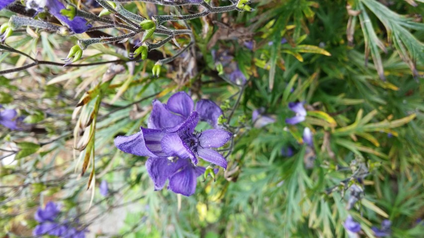 Aconitum napellus plantplacesimage20140823_160529.jpg