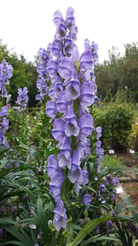 Aconitum napellus plantplacesimage20140823_160645.jpg