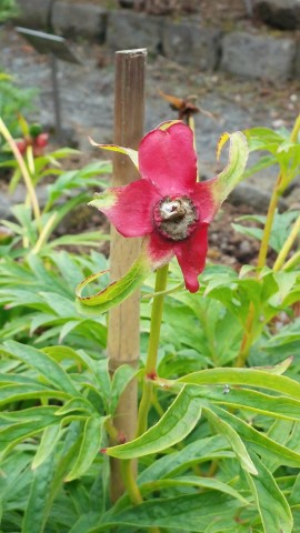 Paeonia veitchii plantplacesimage20140823_160758.jpg