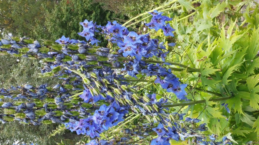 Delphinium elatum plantplacesimage20140823_161437.jpg