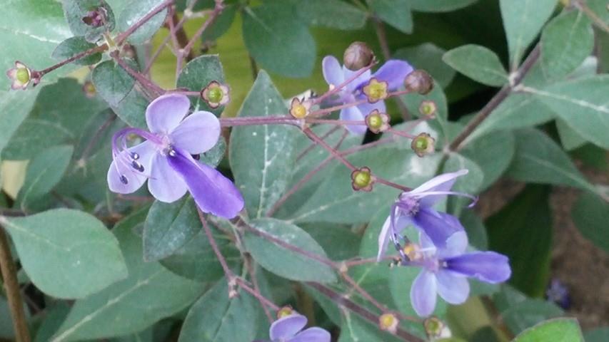 Rothica myricoides plantplacesimage20140828_130018.jpg