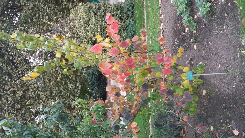 Hamamelis x intermedia plantplacesimage20140828_130306.jpg