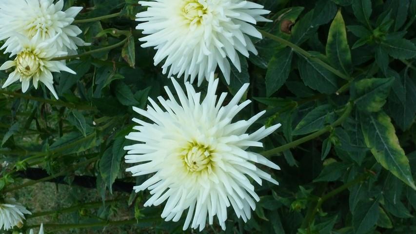 Dahlia hybrid plantplacesimage20140828_130547.jpg