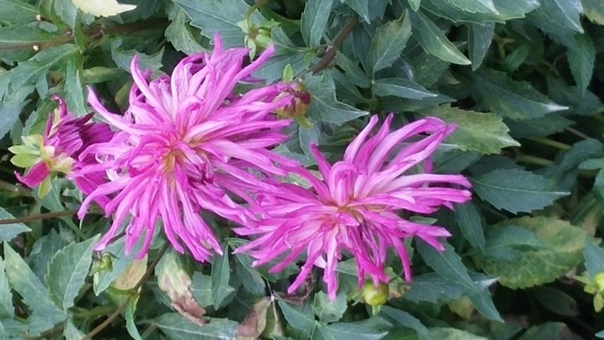 Dahlia hybrid plantplacesimage20140828_130849.jpg