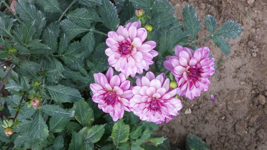 Dahlia hybrid plantplacesimage20140828_131241.jpg