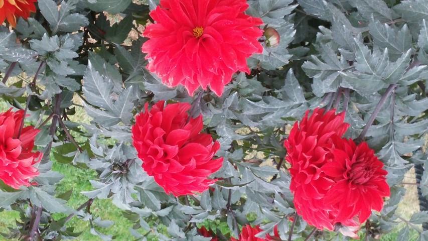 Dahlia hybrid plantplacesimage20140828_131331.jpg