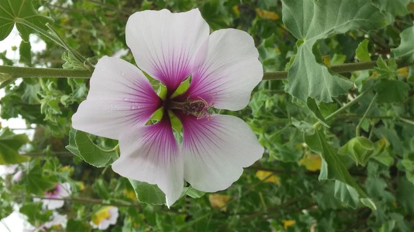 Lavatera maritima plantplacesimage20140828_132911.jpg