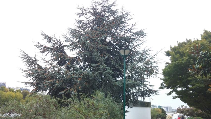 Cedrus libani plantplacesimage20140828_134405.jpg