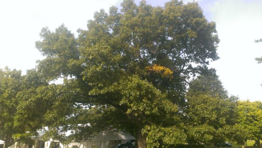 Quercus velutina plantplacesimage20140919_162539.jpg