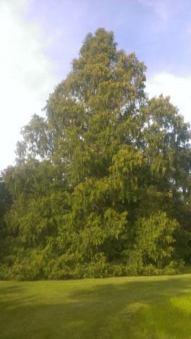 Metasequoia glyptostroboides plantplacesimage20140919_163817.jpg