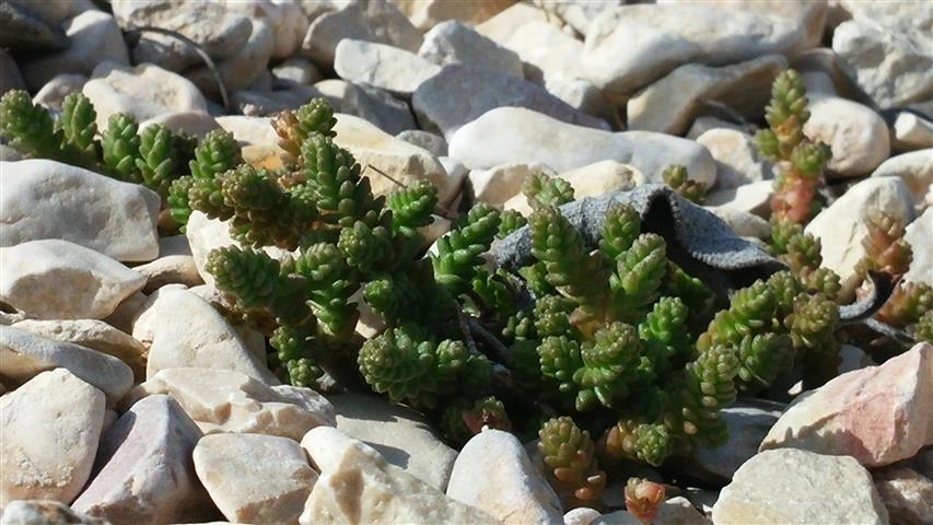 Sempervivum tectorum  plantplacesimage20141011_121904.jpg