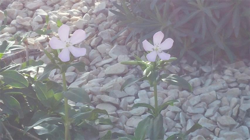 Saponaria officinalis plantplacesimage20141011_122304.jpg