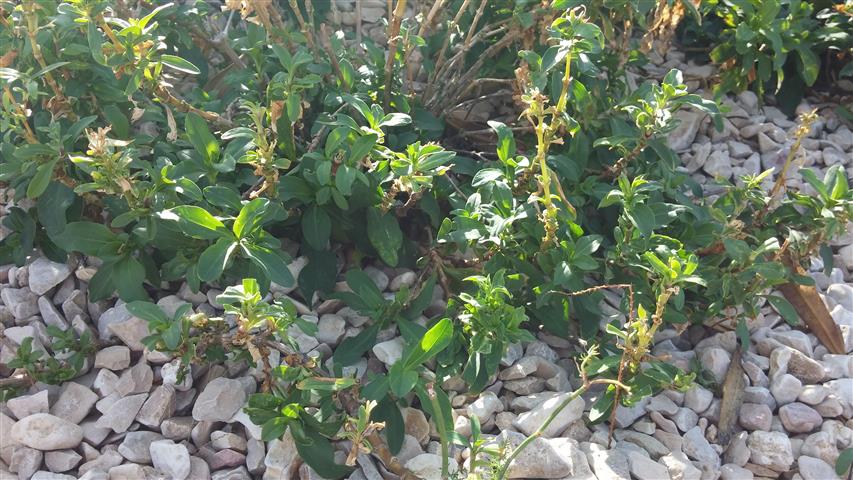 Saponaria officinalis plantplacesimage20141011_122319.jpg