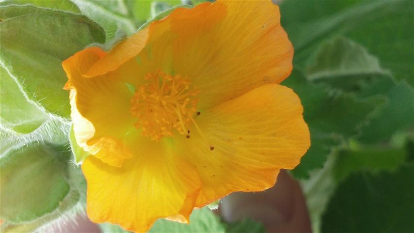 Abutilon grandifolium plantplacesimage20141011_124717.jpg