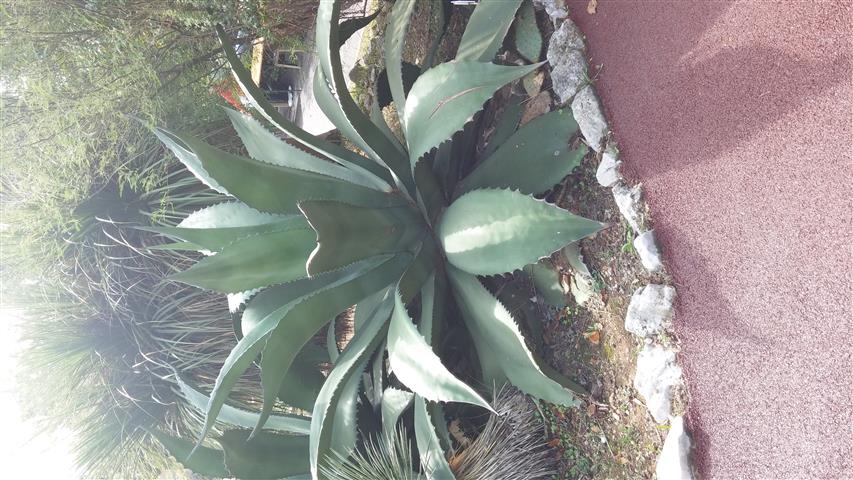 Agave salmania plantplacesimage20141011_125045.jpg