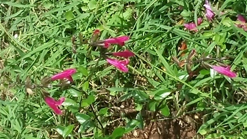 Salvia buchananii plantplacesimage20141011_125222.jpg