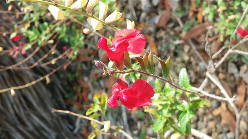 Salvia microphylla plantplacesimage20141011_125342.jpg