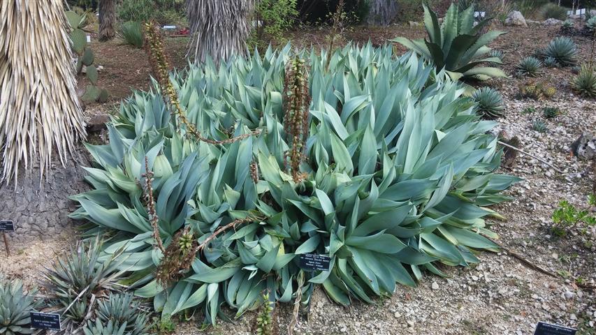 Agave celsii plantplacesimage20141011_125929.jpg