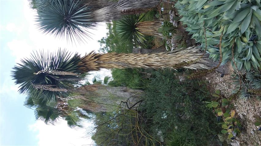 Yucca filifera plantplacesimage20141011_130054.jpg