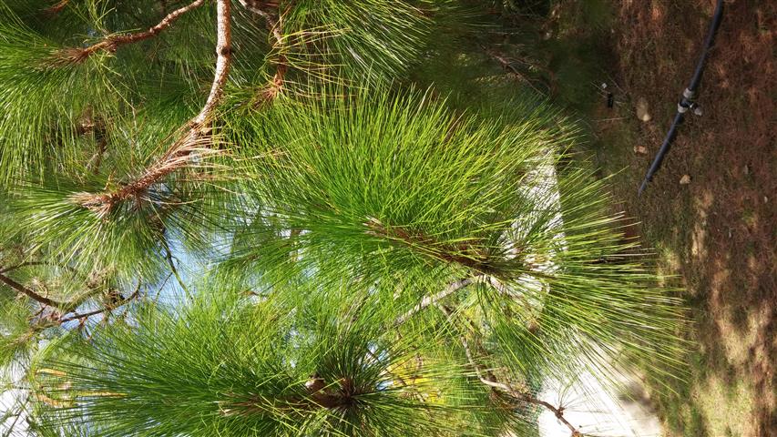 Pinus roxberghii plantplacesimage20141011_131940.jpg