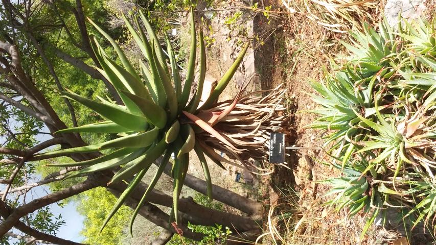 Aloe castanea plantplacesimage20141011_132230.jpg