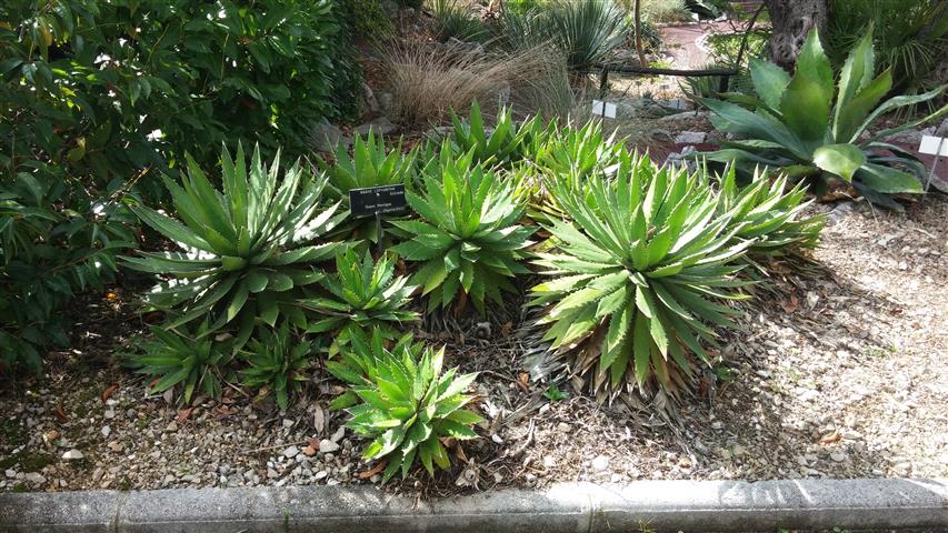 Agave lopthana plantplacesimage20141011_132333.jpg