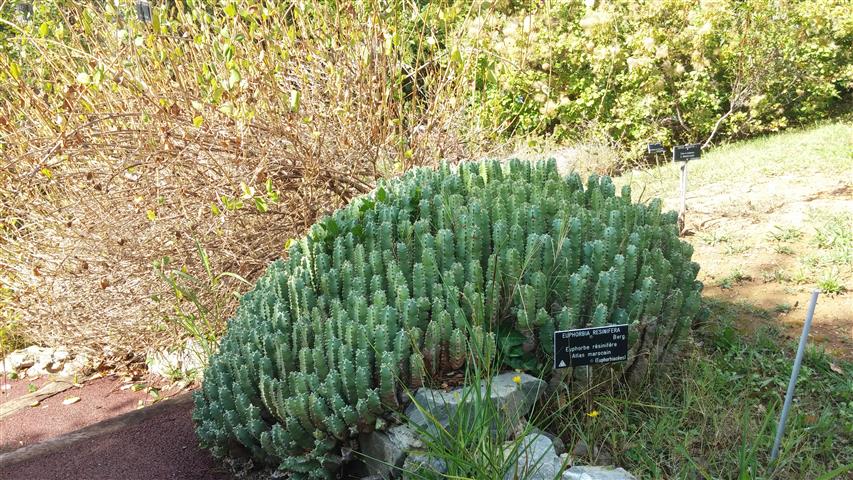 Euphorbia resinifera plantplacesimage20141011_132853.jpg